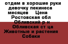 отдам в хорошие руки девочку пекинеса. 7 месяцев. › Цена ­ 1 - Ростовская обл., Обливский р-н, Обливская ст-ца Животные и растения » Собаки   